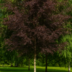 Breza previsnutá (Betula pendula) ´ROYAL FROST´ - výška 170-190 cm, kont. C10L